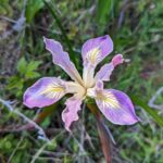 Iris douglasiana v. major - Marin iris