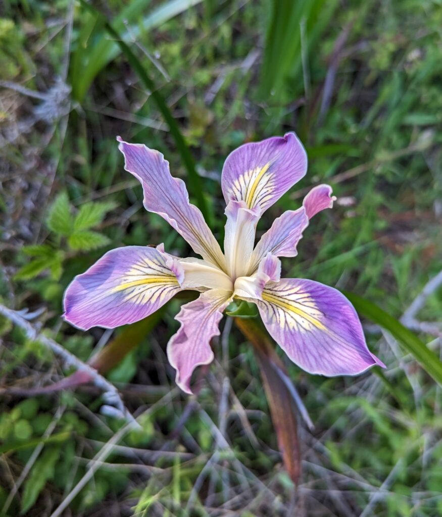 Iris douglasiana v. major - Marin iris