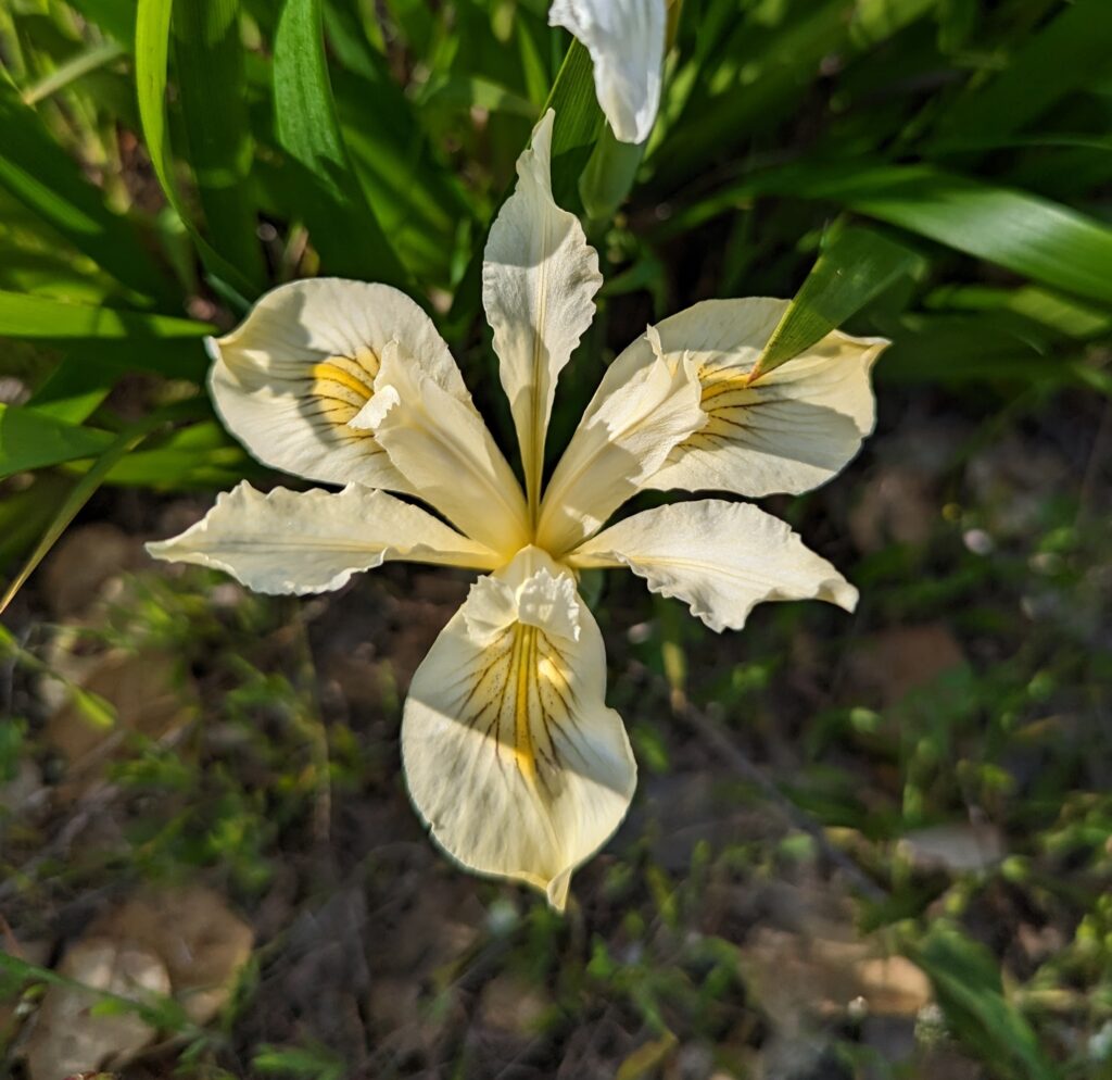 Iris douglasiana v. major - Marin iris