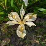 Iris douglasiana v. major - Marin iris