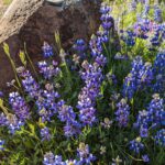 Lupinus nanus - sky lupine