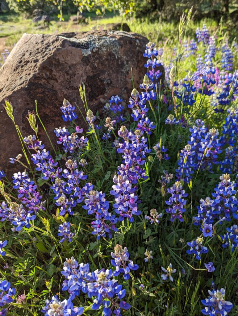 Lupinus nanus - sky lupine