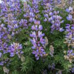 Lupinus arboreus - blue flowered form - blue bush lupine