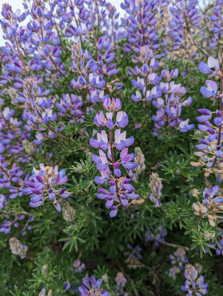 Lupinus arboreus - blue flowered form - blue bush lupine