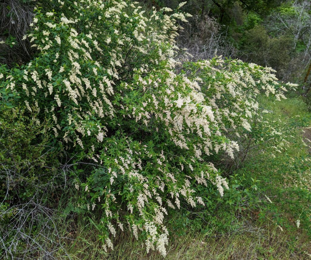 Ceanothus integerrimus - deer brush