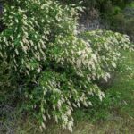Ceanothus integerrimus - deer brush