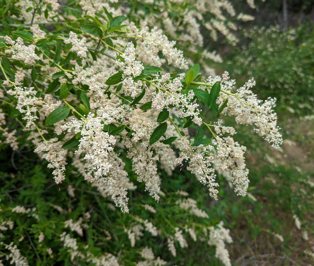 Ceanothus integerrimus - deer brush