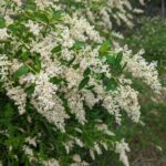 Ceanothus integerrimus - deer brush