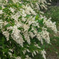 Ceanothus integerrimus