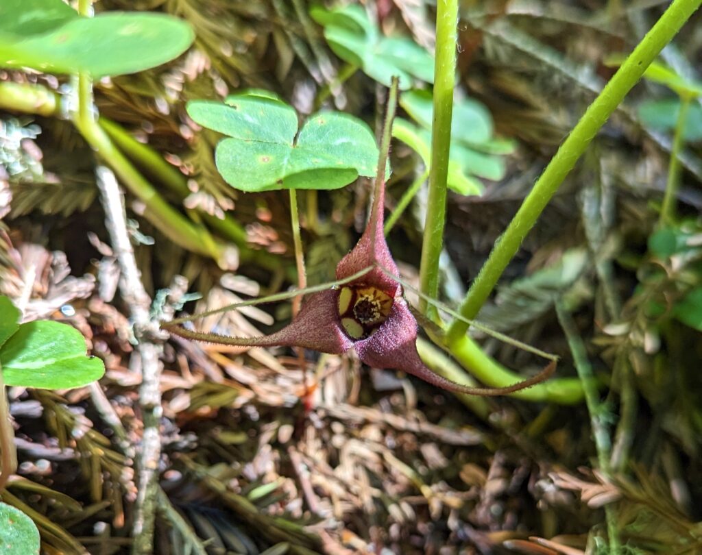 Asarum caudatum - wild ginger