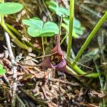 Asarum caudatum - wild ginger