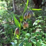 Fritillaria affinis - checker lily