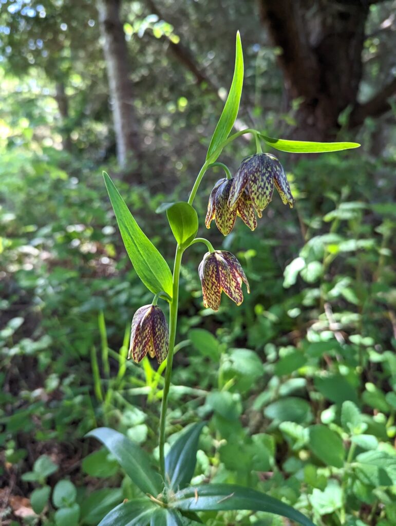 Fritillaria affinis - checker lily