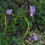 Dichelostemma congestum - ookow