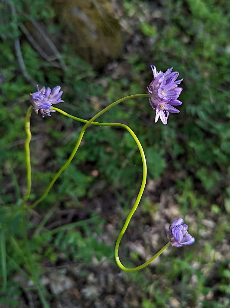 Dichelostemma congestum - ookow