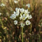 Triteleia hyacinthina - white brodiaea