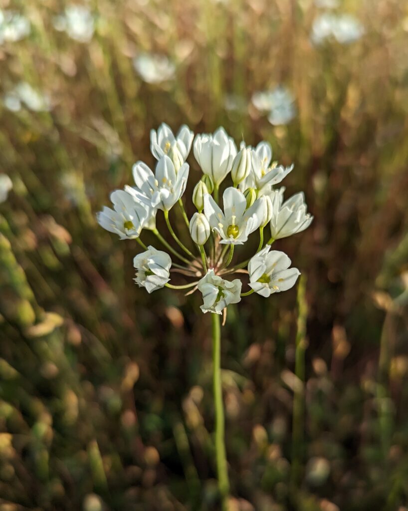 Triteleia hyacinthina - white brodiaea