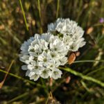 Triteleia hyacinthina - white brodiaea