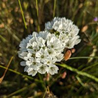 Triteleia hyacinthina