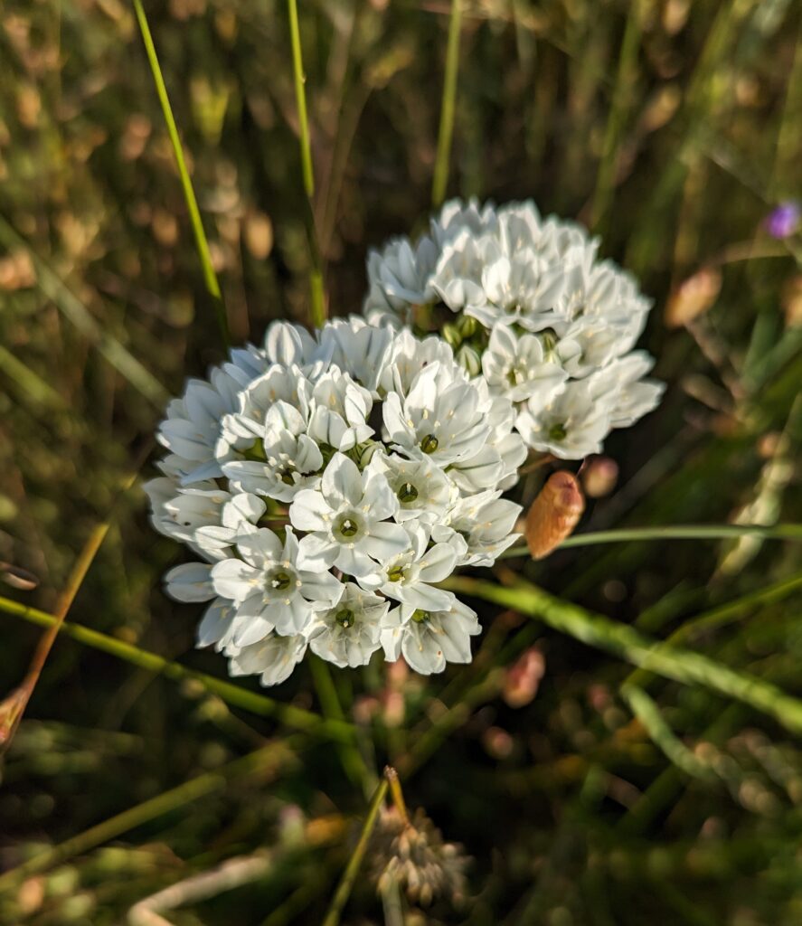 Triteleia hyacinthina - white brodiaea