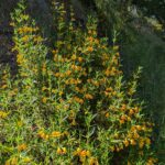Diplacus (Mimulus) aurantiacus - sticky monkeyflower