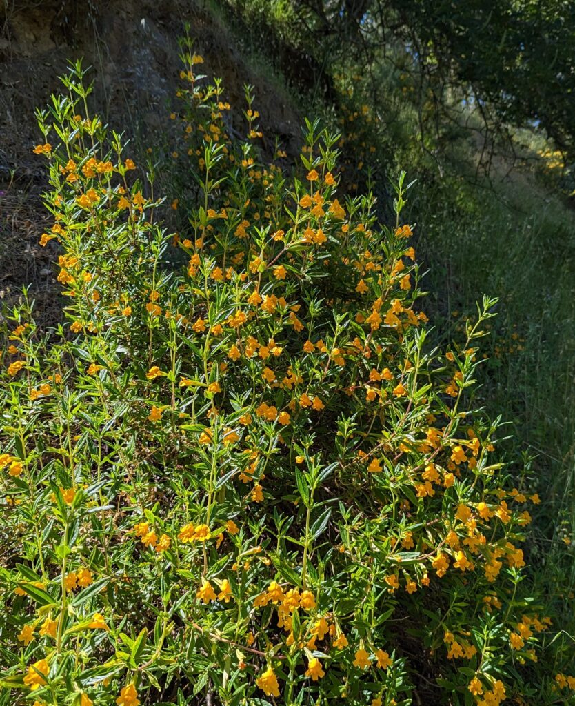 Diplacus (Mimulus) aurantiacus - sticky monkeyflower