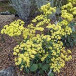 Eriogonum compositum - yellow flowered form - arrowleaf buckwheat