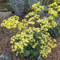 Eriogonum compositum – yellow flowered form