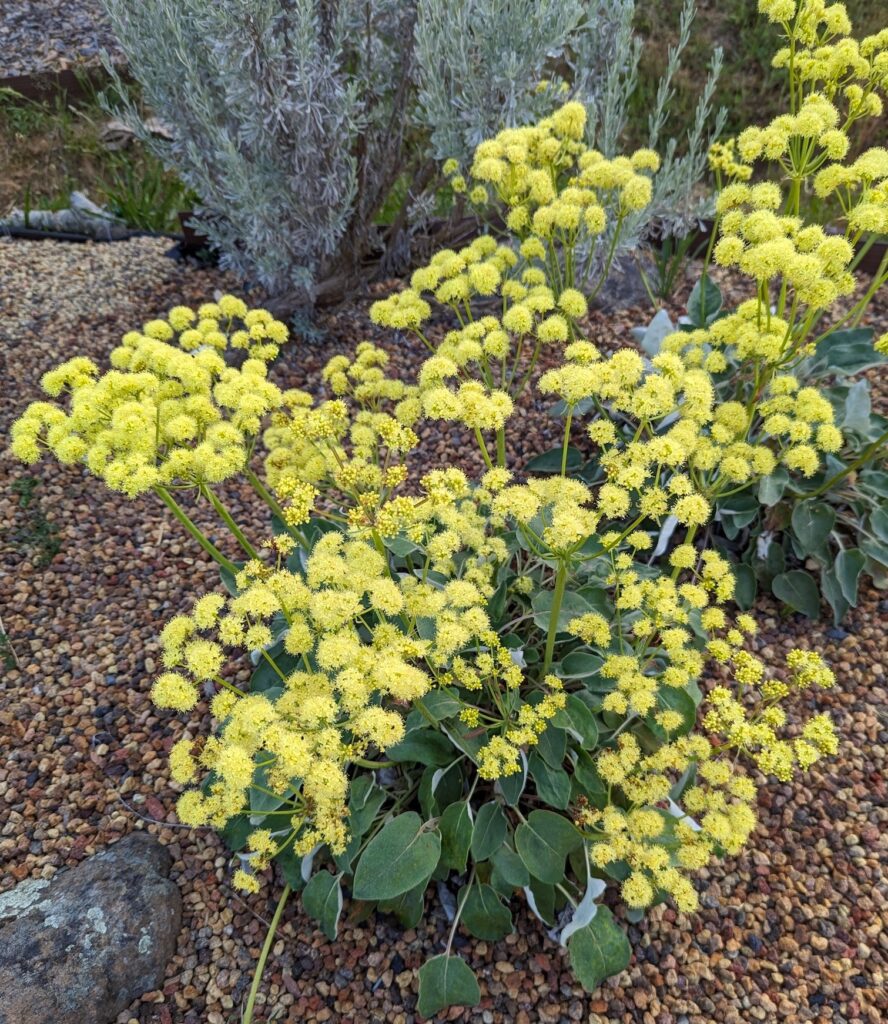 Eriogonum compositum - yellow flowered form - arrowleaf buckwheat
