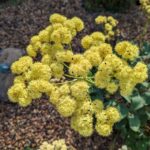 Eriogonum compositum - yellow flowered form - arrowleaf buckwheat