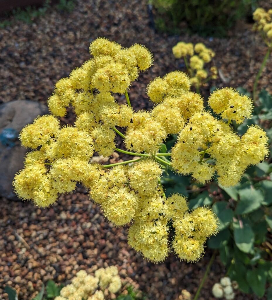 Eriogonum compositum - yellow flowered form - arrowleaf buckwheat