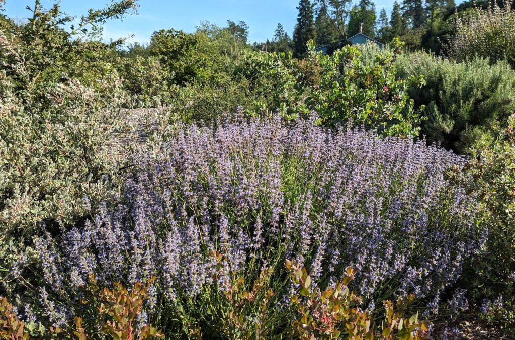 Salvia 'Mrs. Beard' - sage