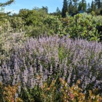 Salvia ‘Mrs. Beard’