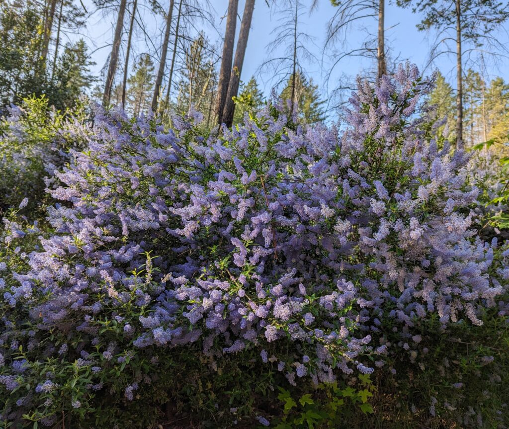 Ceanothus parryi - Parry's ceanothus, ladybloom
