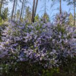 Ceanothus parryi - Parry's ceanothus, ladybloom