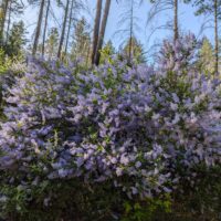 Ceanothus parryi