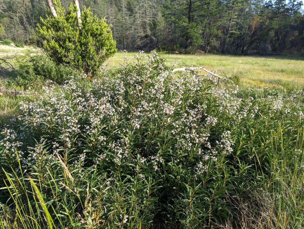Eriodictyon californicum - yerba santa
