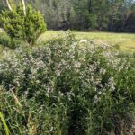 Eriodictyon californicum - yerba santa