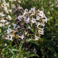 Eriodictyon californicum