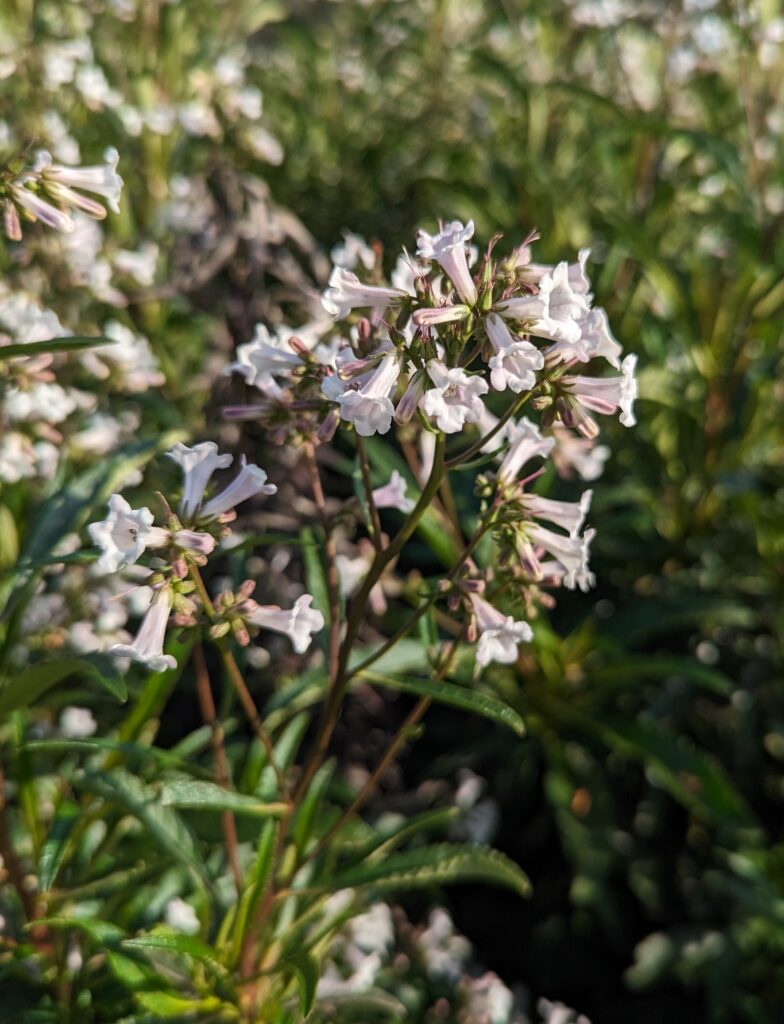 Eriodictyon californicum - yerba santa