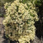 Clematis lasiantha - chaparral clematis