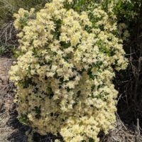 Clematis lasiantha