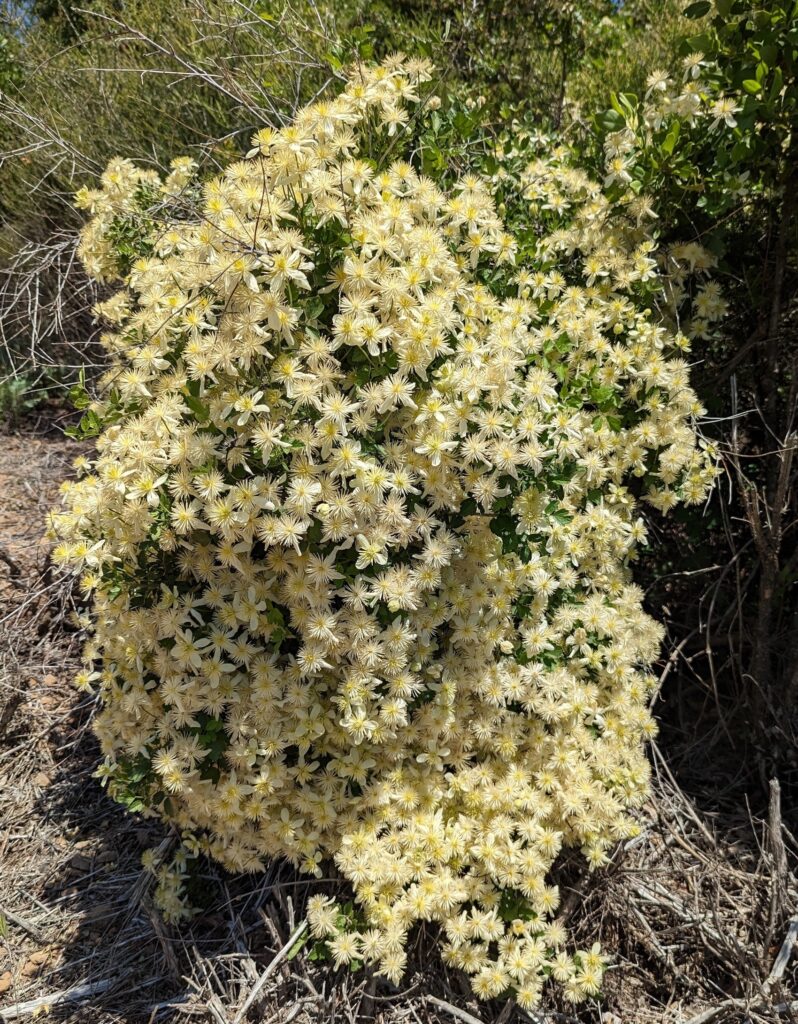 Clematis lasiantha - chaparral clematis