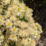 Clematis lasiantha - chaparral clematis