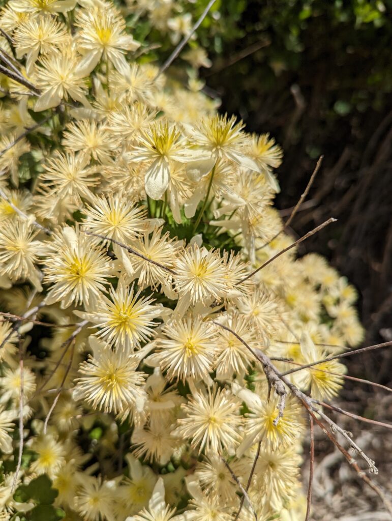 Clematis lasiantha - chaparral clematis