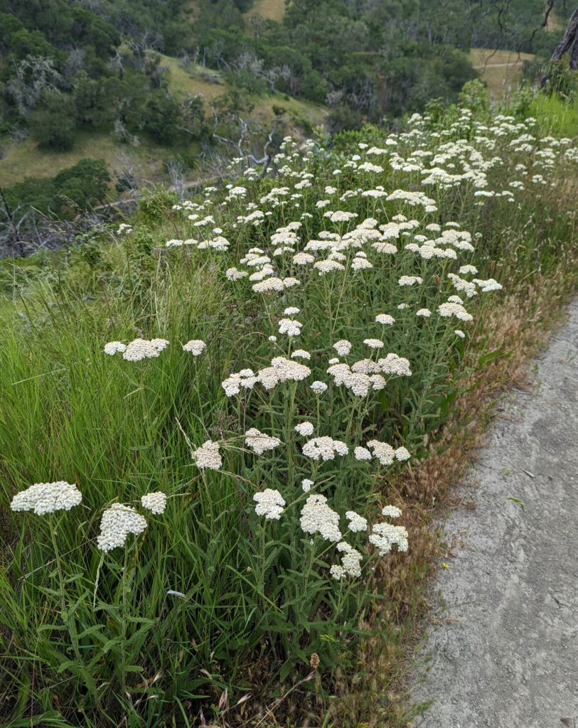 Achillea millefolium - inland form - Sonoma County seed source - yarrow