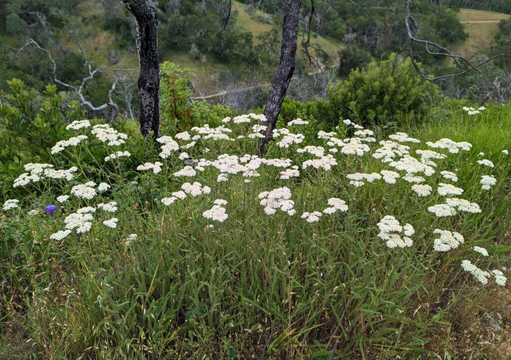 Achillea millefolium - inland form - Sonoma County seed source - yarrow