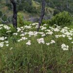 Achillea millefolium - inland form - Sonoma County seed source - yarrow