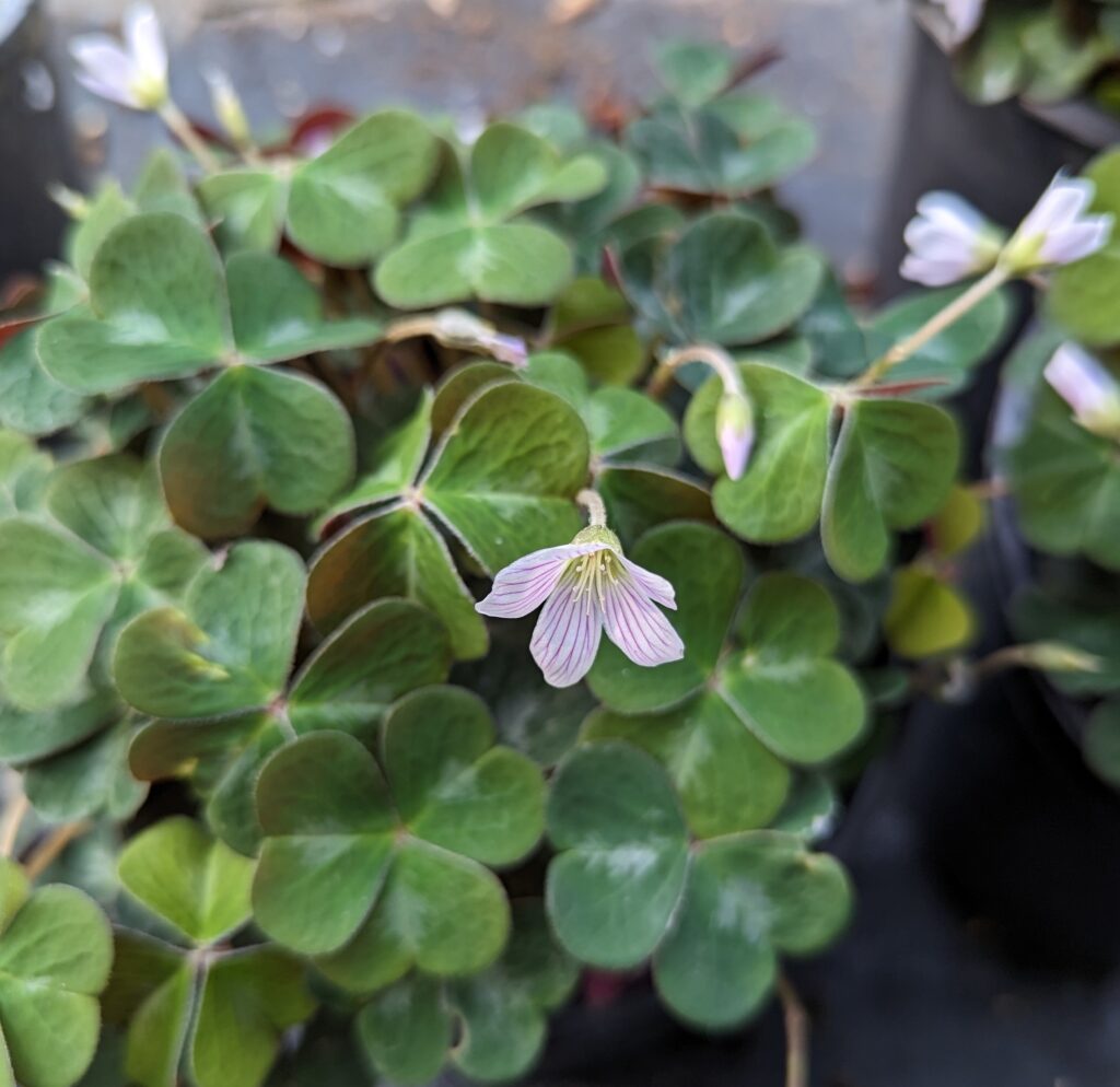 Oxalis oregana 'Klamath Ruby' - redwood sorrel