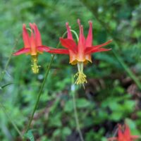 Aquilegia formosa